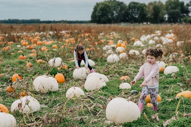 13 Halloween events in and around Southport including Mexican festival and pumpkin picking