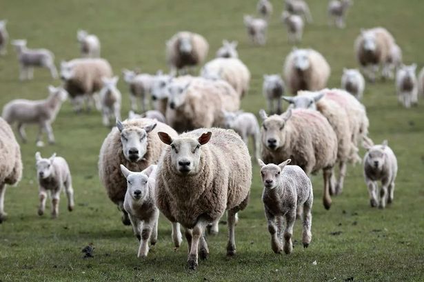 Sheep put down after out-of-control dogs terrorise Lancashire livestock