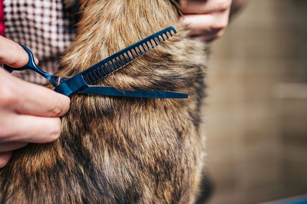 Budding entrepreneurs in Lancashire are turning their garages into dog grooming salons