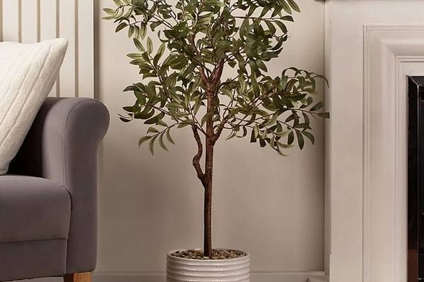 Asda shoppers snap up ‘realistic’ £60 olive tree that costs £100 at Dunelm