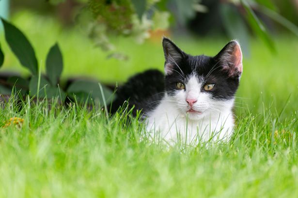 Cat owners told they must do ‘most important thing’ after law change