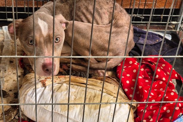 Heartbreaking images show the starving, flea-ridden young dog left abandoned in filthy crate at Lancashire flats