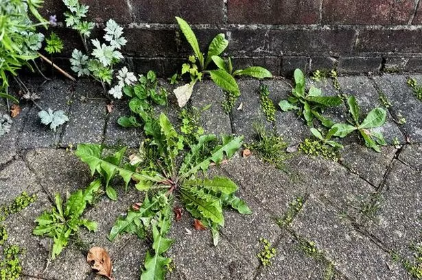 80p DIY weed killer effectively clears patio weeds in 48 hours