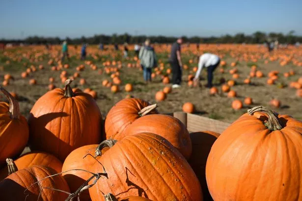 Lancashire Halloween events 2024 including wreath crafting, pumpkin trail and fancy dress competition