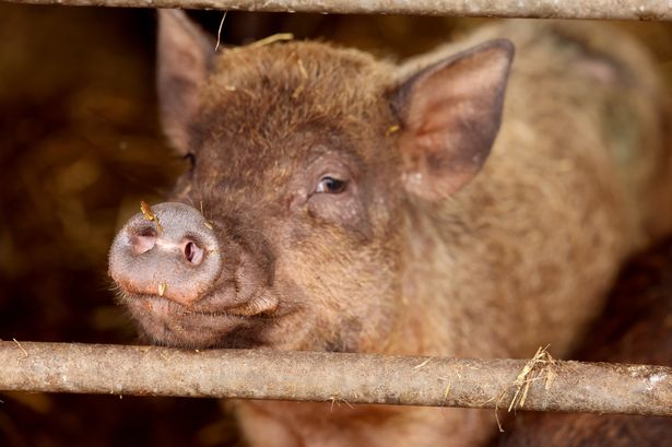 Pork import restrictions imposed in Isle of Man to prevent spread of African swine fever