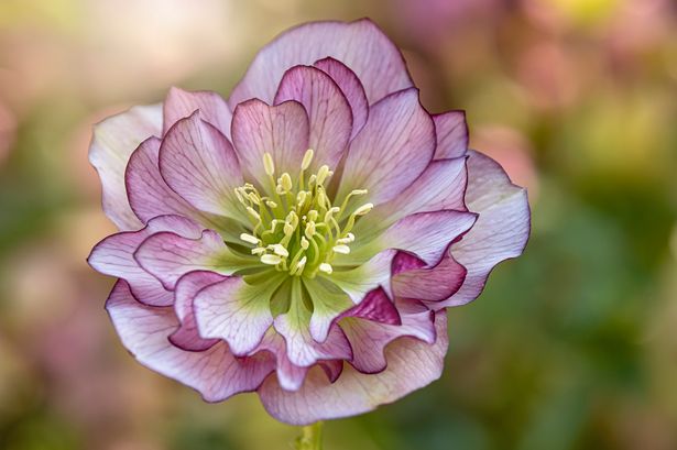 Picking one thing out of rubbish will see your hellebores thrive