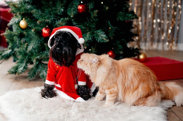 Urgent warning over Christmas decorations dangerous for pets