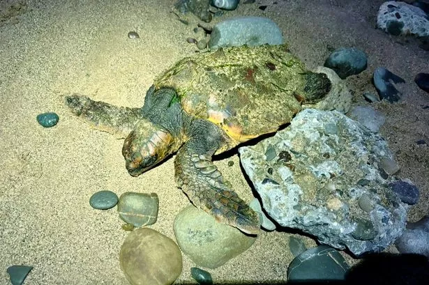 Sea turtle found washed up on Fleetwood beach in ‘unusual’ event