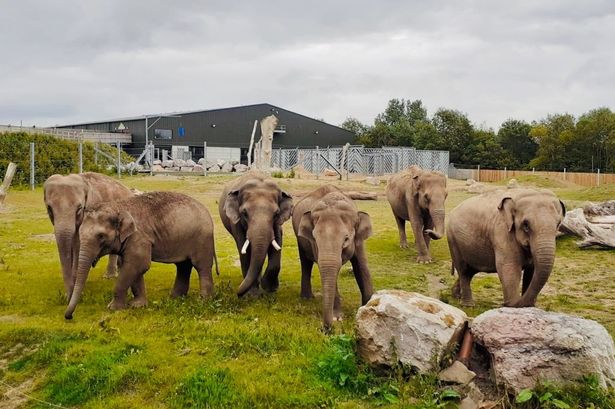 Blackpool Zoo heartbreak as both pregnant Asian elephants lose their babies