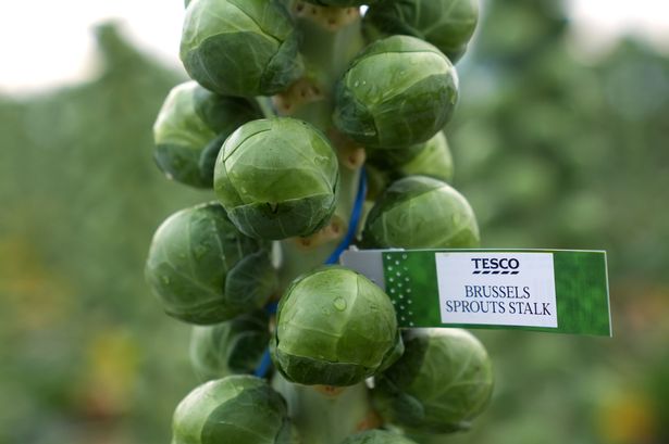 ‘Brussels sprouts to be 25% bigger this year’, says major supermarket