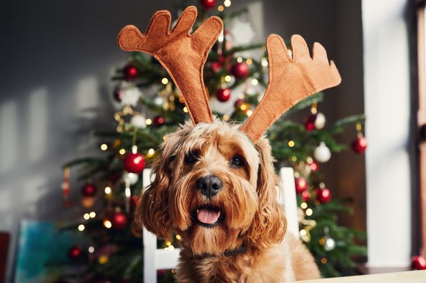 Dog owners urged to do these key things this Christmas to prevent disaster