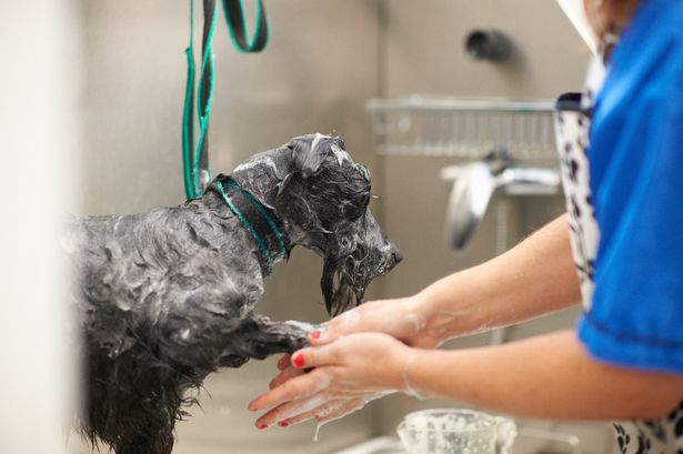 Dog groomer given green light to launch business from her garage