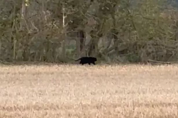 ‘Hundred big cats’ could be roaming UK countryside as ‘leopard DNA’ found on sheep carcass