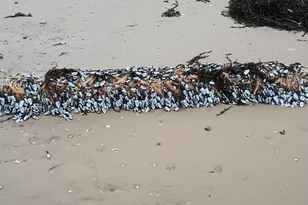 Huge haul of expensive seafood washes up on Lancashire beach