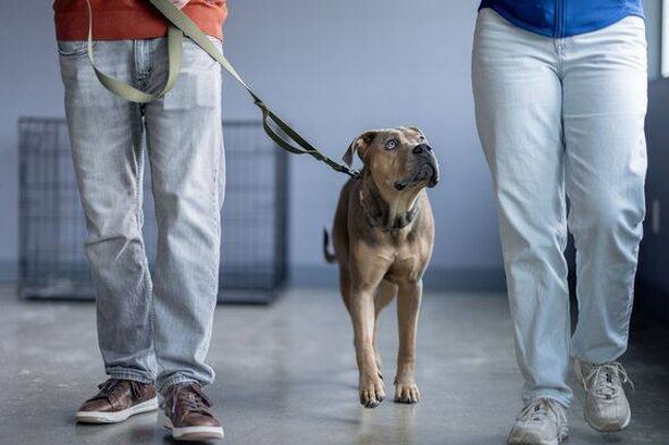 Dog trainer’s three tips he ‘wished he knew sooner’ for looking after a new pet