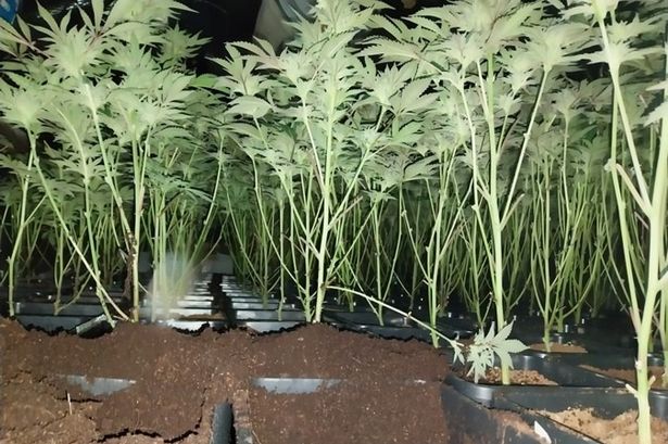 Police called to Preston burglary – to find out house was a huge cannabis farm