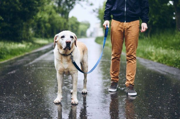 Dog towelling jacket that ‘dries pets so quickly’ keeps pups warm after walks in the storm