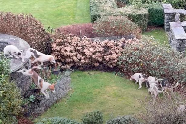 Pensioner left distraught after hounds rampaged garden looking for fox scent