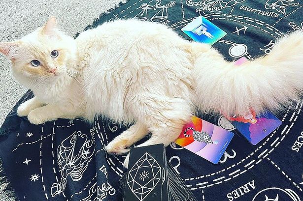 Psychic with ‘gifted’ cat predicts new bank holiday for 2025