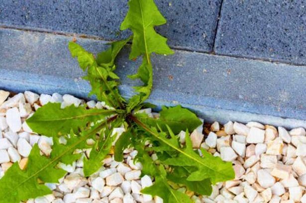 Banish gravel weeds with vinegar alongside two everyday kitchen ingredients