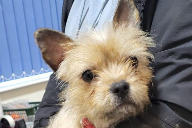 Five adorable rescue dogs looking for their forever homes in Lancashire this week