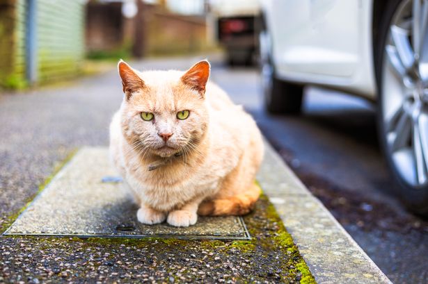 Transport Minister addresses change in cat rule for drivers