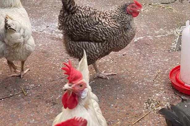 Warning to anyone who keeps chickens in garden as restrictions issued