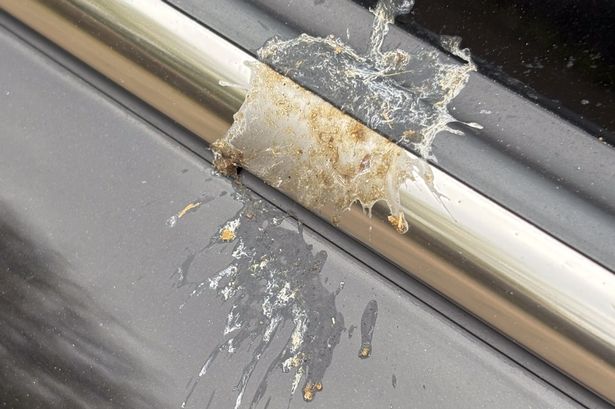 Petition launched as gulls terrorise Lancs community bombarding homes and businesses with bird poo