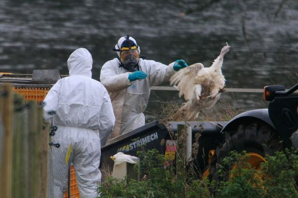 Urgent bird flu warning as disease spreads across country