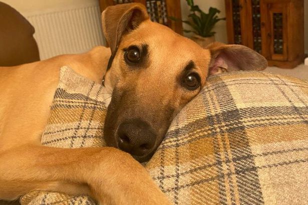 Foster carers needed to help dogs like Scooby while they wait for their forever homes