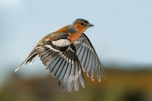 Warning to anyone with finches in their garden