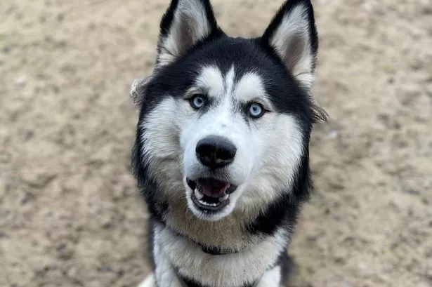 Wolfy the one-year-old Siberian husky is in pain and he needs your help