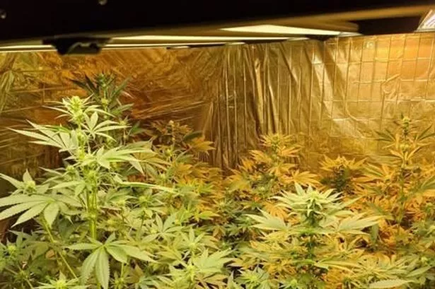 Police smash in doors to cannabis farm and seize ‘dirty’ cash haul