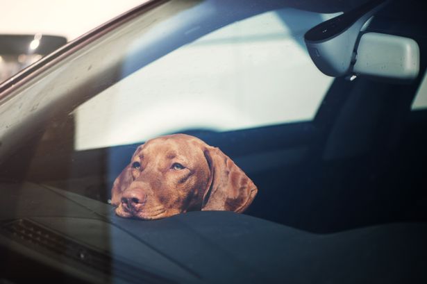 UK law on breaking a car window to rescue a dog on a hot day
