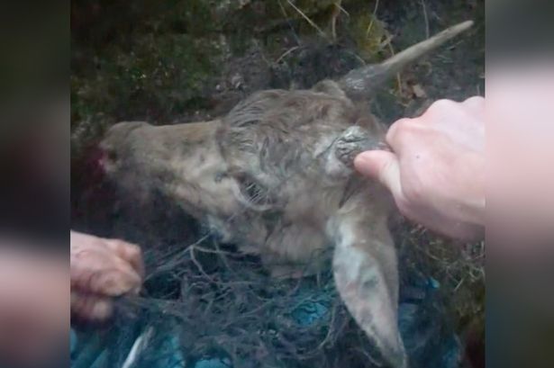 Heartbreaking images show deer trapped in football net at Lancashire garden