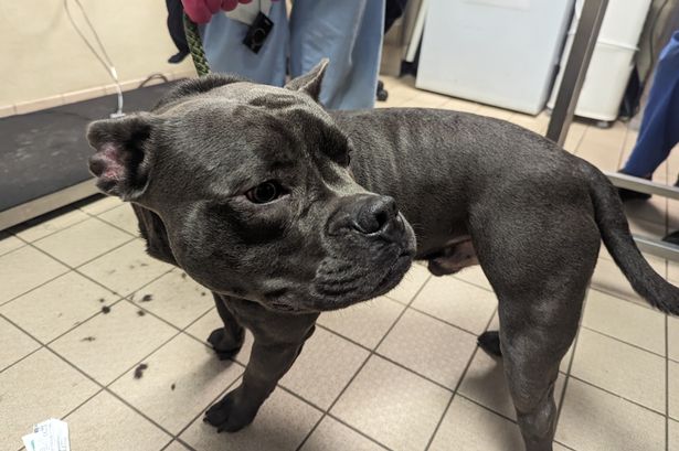 The ‘chilling’ cries of a terrified puppy after months of abuse by bully owner