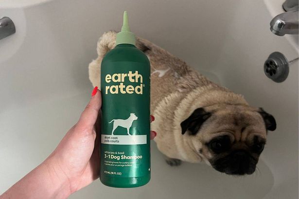 I found the best dog shampoo that really removes smell – my dog has never smelled better