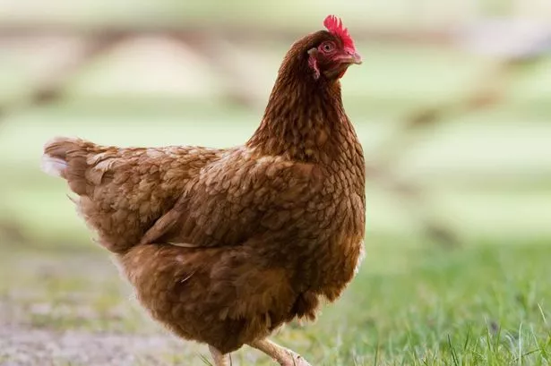Bird flu symptoms in pets as experts say one household animal needs ‘urgent surveillance’