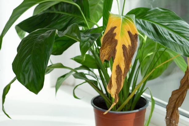 Gardeners urged to make 3 changes to houseplants to stop them turning yellow