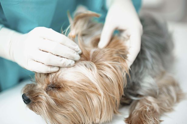 Vet medicine prices could be capped amid investigation into ‘rip-off’