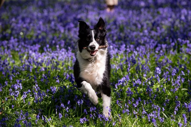 Canine behaviourist says ‘avoid’ to dog owners as temperatures rise