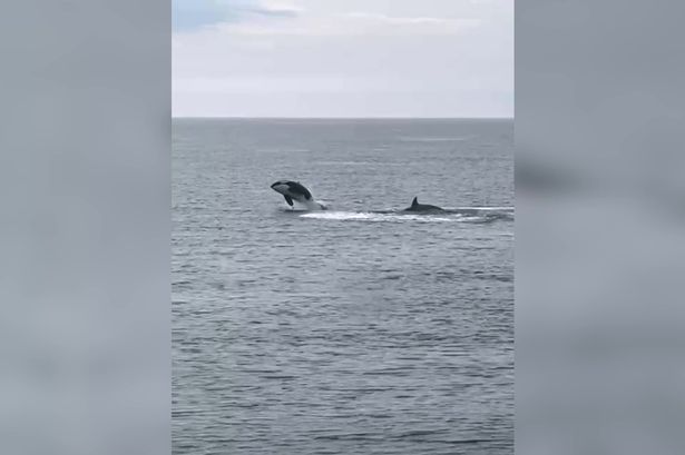 Video shows incredible moment killer whales leap from water off coast