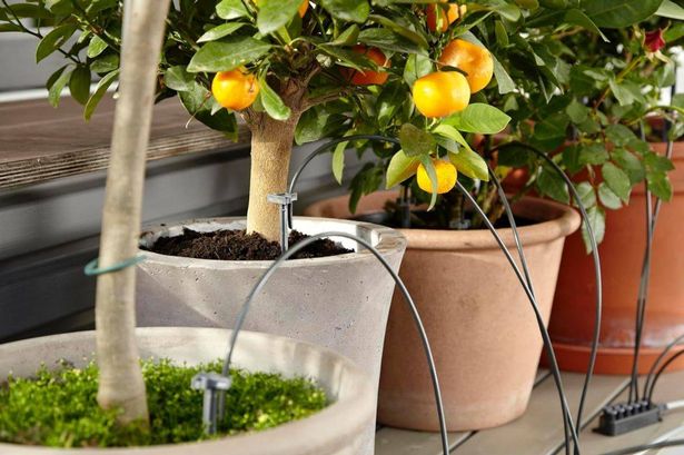 Home watering kit that’s a great solution for keeping plants healthy while you’re away has £45 off