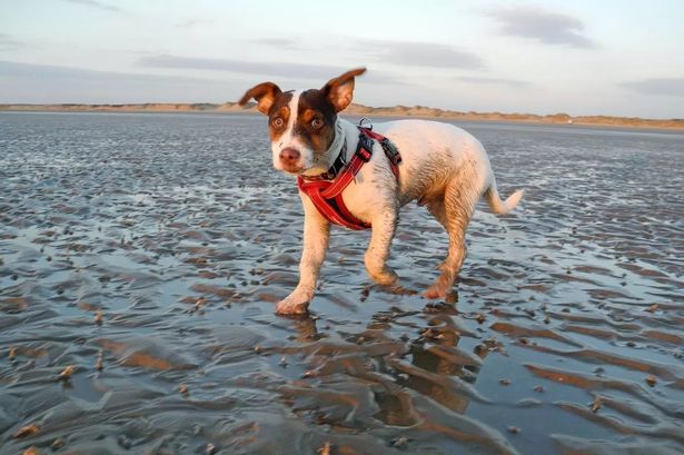 The Lancashire beaches you can’t take your dog to from today
