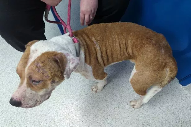 Five cruel dog owners who should never have been allowed to have pets