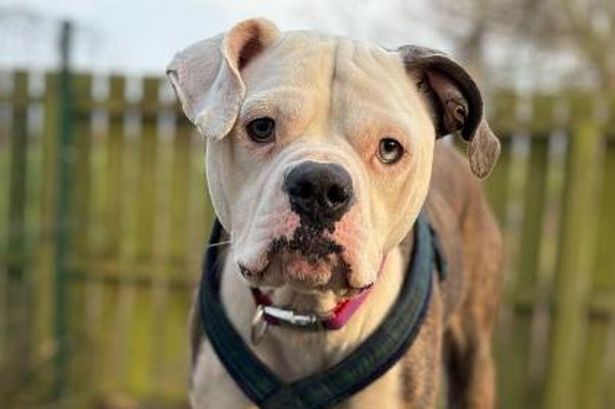 A ‘crazy but adorable’ Shih Tzu and 8 other RSPCA rescue dogs looking for their forever homes in Lancashire