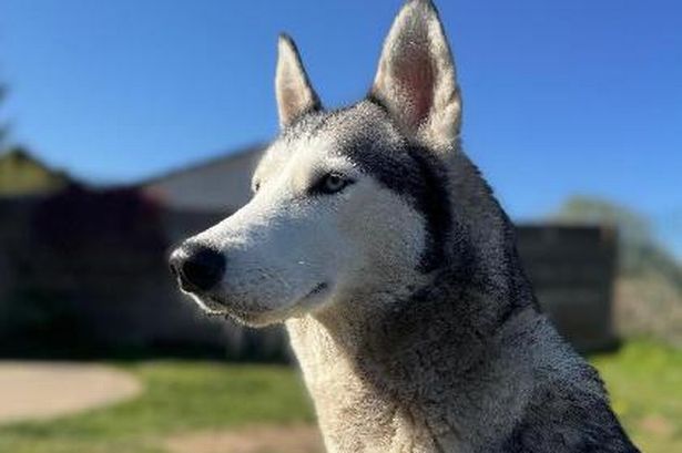 The adorable rescue dogs looking for their forever families in Lancashire