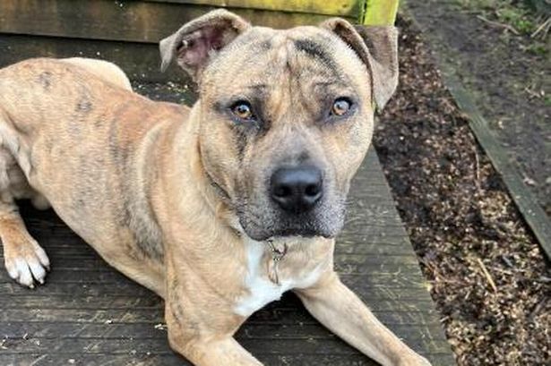 The adorable rescue dogs looking for their forever homes in Lancashire