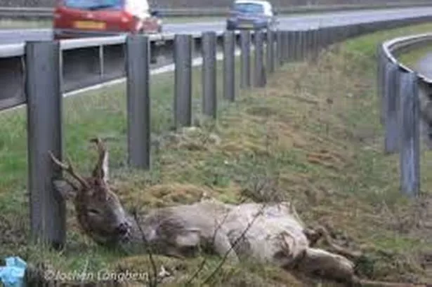 ‘Deer collision’ warning issued for M6 and M61 as driver says ‘I’m gutted I killed it’