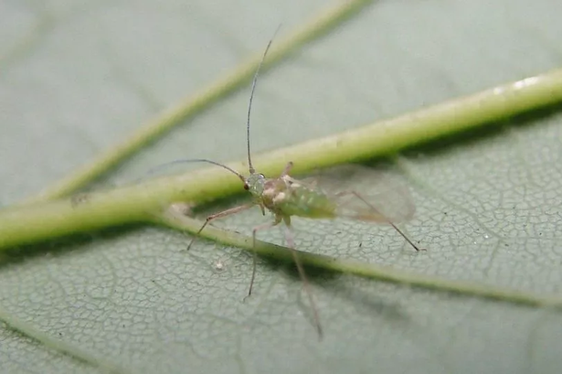 Why there are suddenly so many greenflies in Lancashire and what you can do